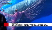 Italy's Coast Guard rescuing sperm whale entangled in fishing net off Sicily coast