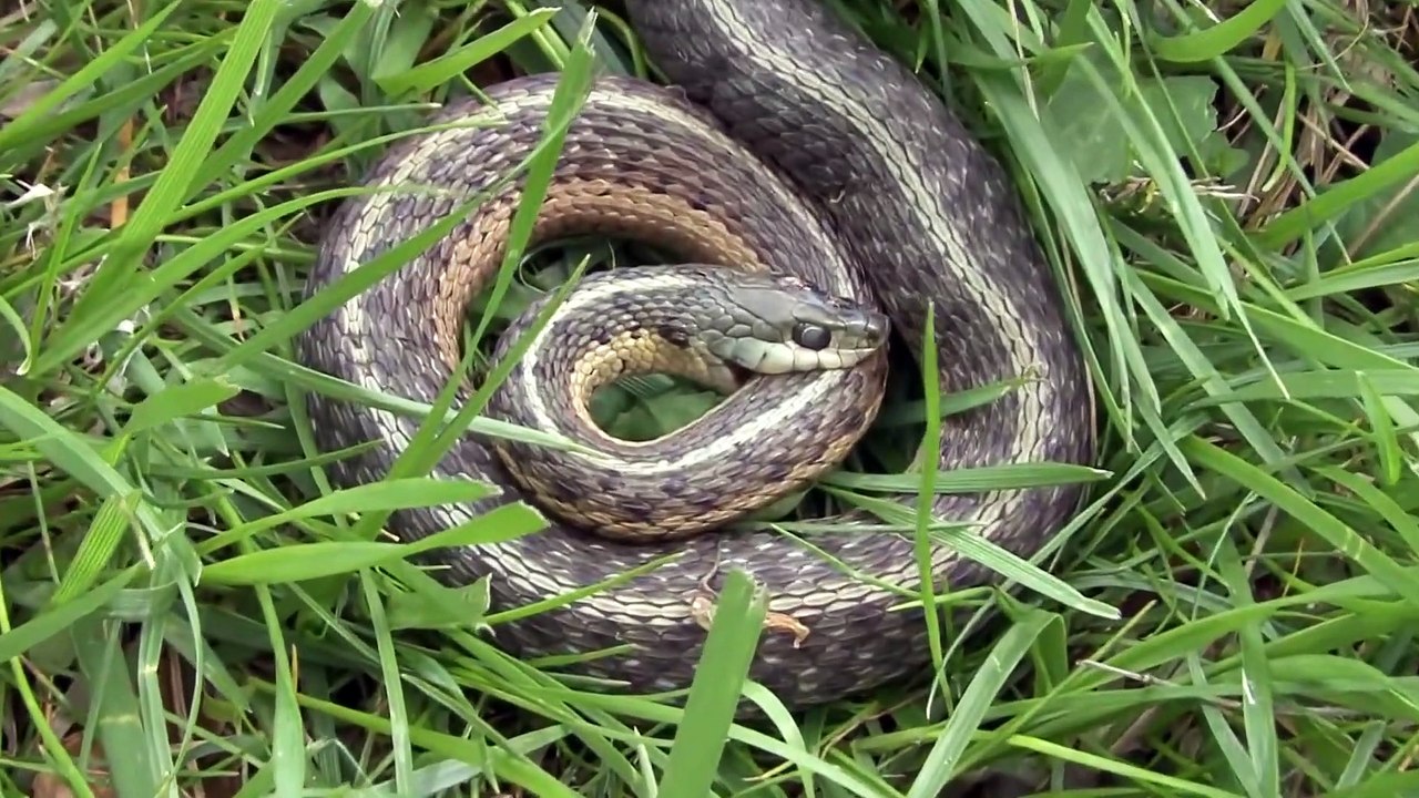 Un serpent se mord lui-même... très bizarre