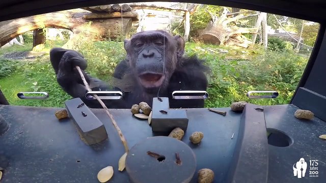 Oui, ce chimpanzé est plus intelligent que vos enfants