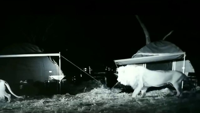 Des campeurs réveillés par des lions...