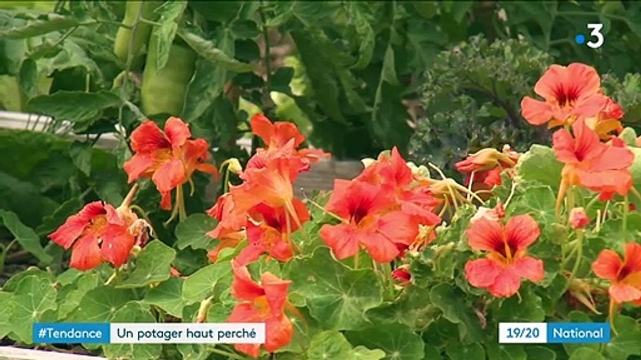 Agriculture : un potager géant sur les toits de...