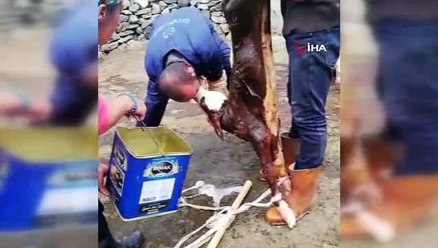 Buzağıyı suni teneffüs yaparak hayata bağladı