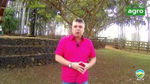 Produtores rurais tem nova preocupação com gafanhotos no Brasil