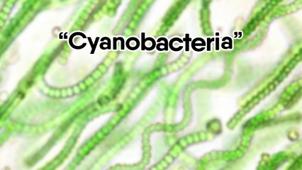 Here’s How To Detox Your Body So You Can Prevent Getting Sick And Tired