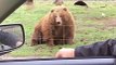 Bear Catches Bread Frisbee