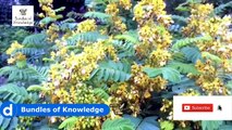 Senna Leaves Benefits | Coronavirus | Sana Makki Ke Fayde| سناء مکی | Bundles Of Knowledge