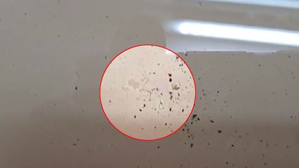 "파주 아파트 수돗물서도 유충 발견" 신고 / YTN