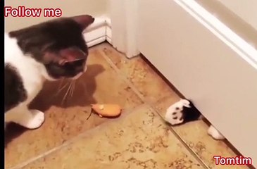 Do you know what the two cats are playing now?  I watched 5 times without knowing anything