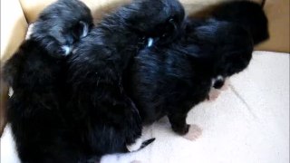 New Born Four Black Kittens