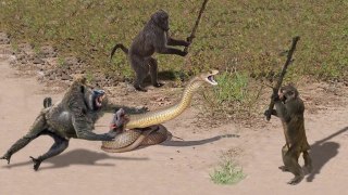 OMG! Capuchin Monkey Save Mouse From Banded Krait Snake Hunt - Amazing Python vs Big Cat