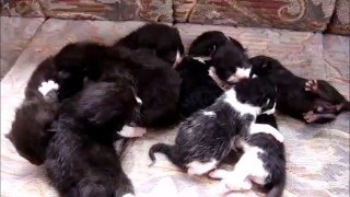 Nine Kittens New Born 1 Week Apart from Two Mothers
