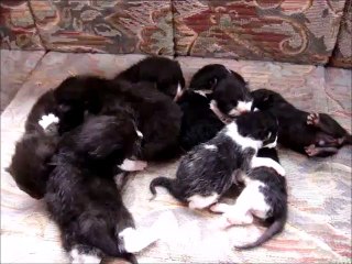 Nine Kittens New Born 1 Week Apart from Two Mothers