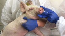 Việt Nam đủ khả năng phát hiện virus cúm lợn | VTC