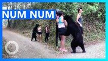 Black Bear Nibbles at Fearless Hiker in Mexico