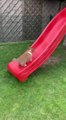 Corgi Puppy Tries Climbing up Backwards on Slide