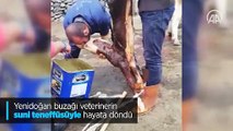 Yenidoğan buzağı veterinerin suni teneffüsüyle hayata döndü