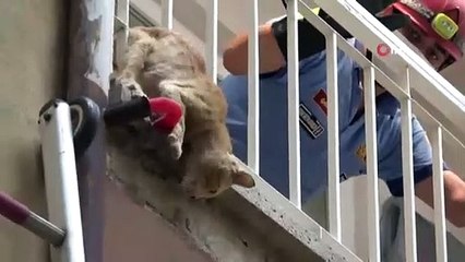 Kedi kurtarma operasyonu nefesleri kesti