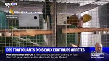 Des trafiquants d'oiseaux exotiques ont été arrêtés en Espagne