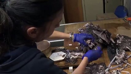 Nadie puede creer lo que encontraron dentro de este Tiburón