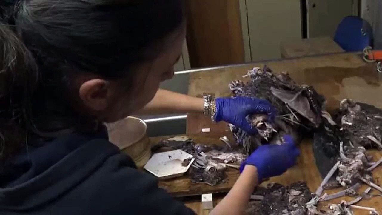 Nadie puede creer lo que encontraron dentro de este Tiburón