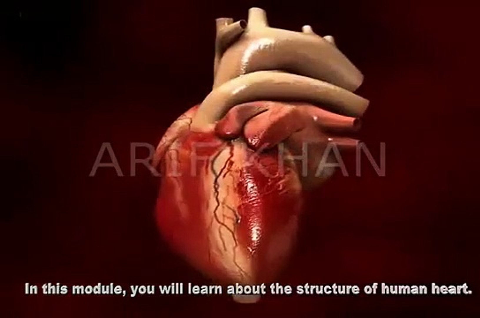 ⁣3D Human heart I Animation