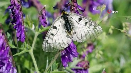 Uludağ’ın zirvesindeki kelebekler görenleri hayran bıraktı