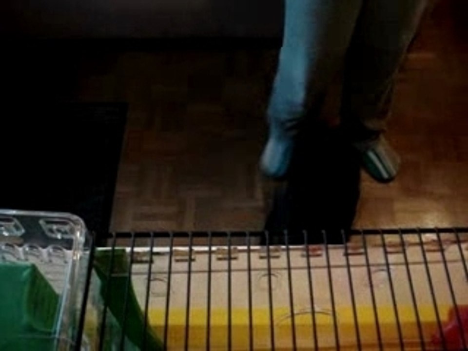 Brunie é la cage 2
