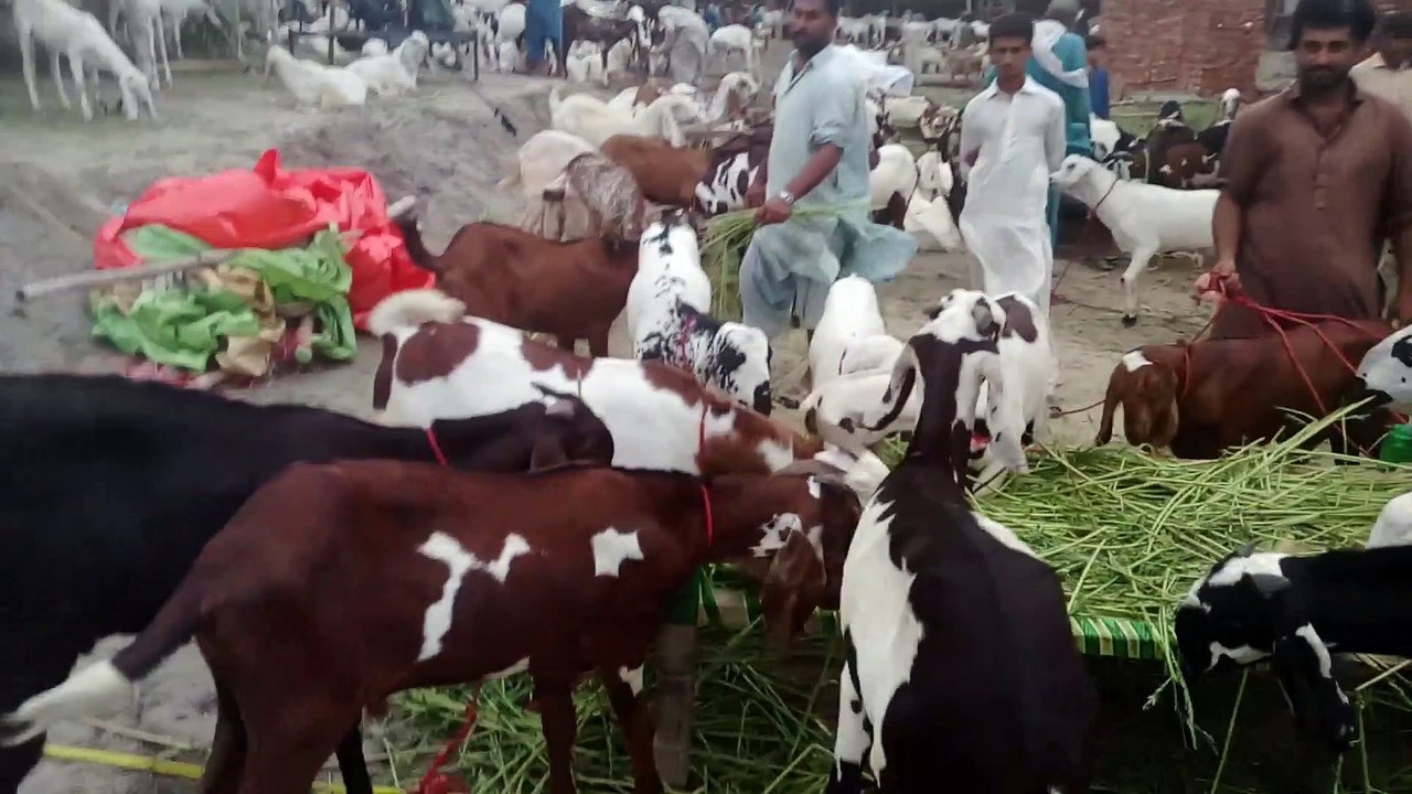bakra mandi |bakra mandi pakistan | bakra mandi lahore |baka eid | bkra mandi pakistan 2020 |