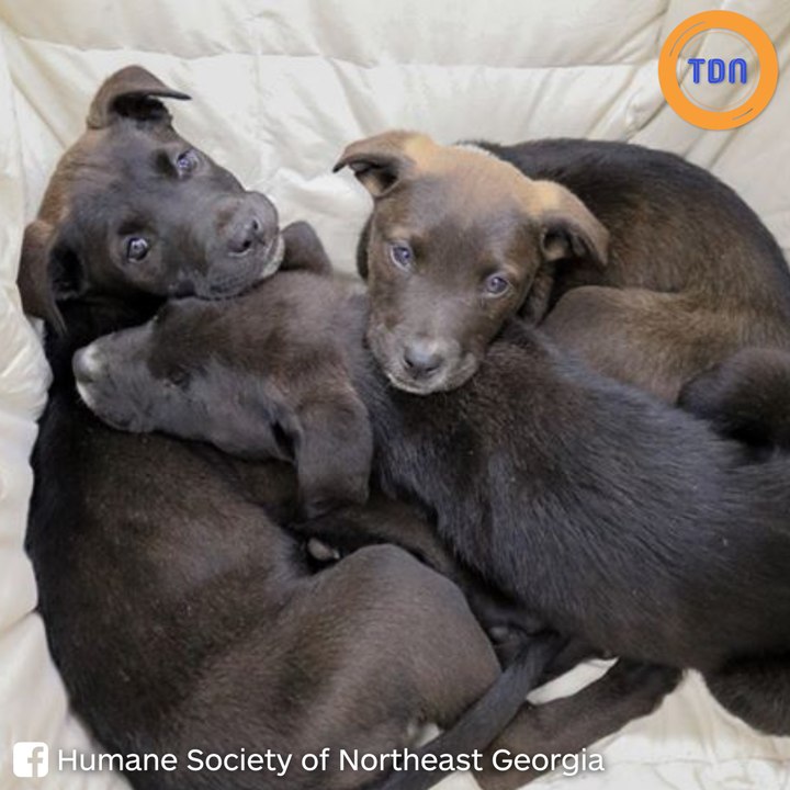 Il découvre 3 chiots abandonnés sous une pluie verglaçante, une association les prend en charge