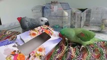 Parrots Fighting For Box!!