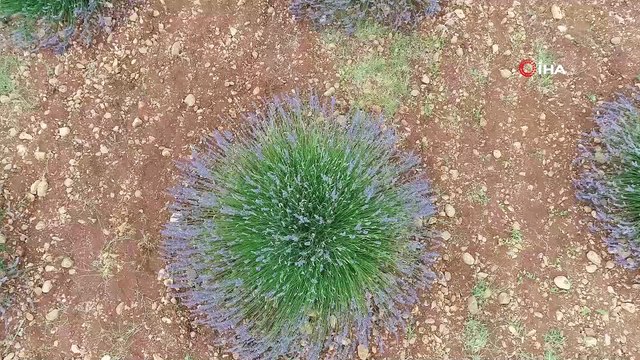 1420 rakıma lavanta tarlası kurdular