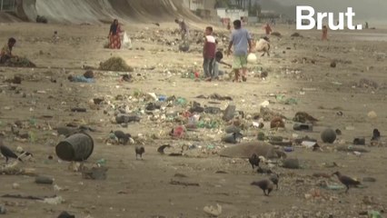 Bangladesh: sea turtles trapped in massive wave of plastic waste