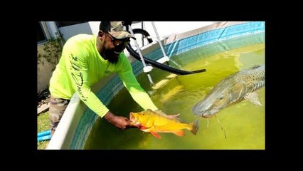 Catching BIG EXOTIC Fish for DIY Swimming Pool POND!