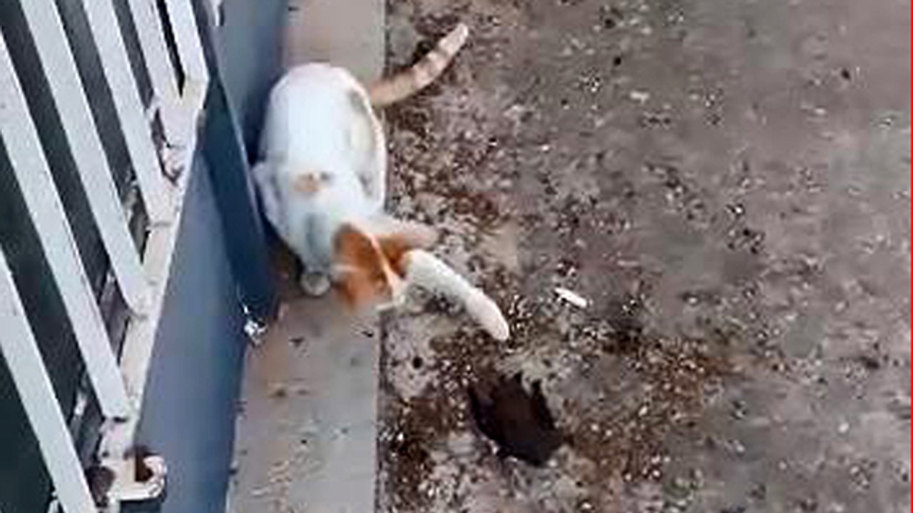 Yaralı yarasa ile kedinin karşılaşması kameralara yansıdı