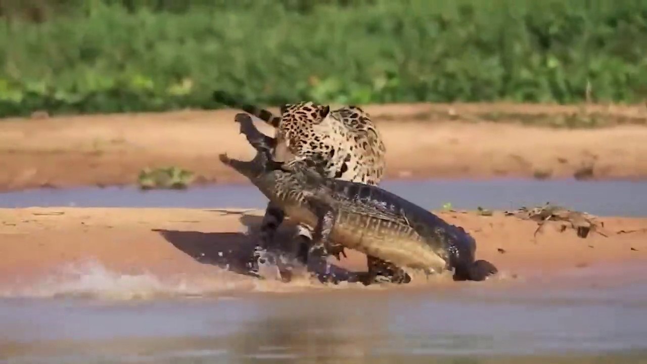 প্রাণী জগৎ পশুর ভিডিও Big Battle In The Swamp_ Crocodile vs Leopard_ Lio(720P_HD)