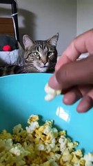 Popcorn Loving Kitty Can't Stop Watching