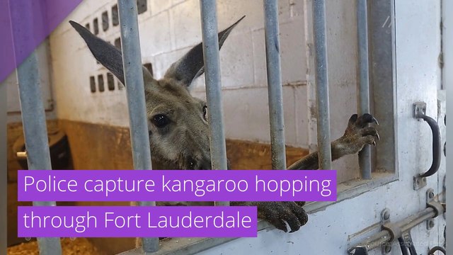 Police capture kangaroo hopping through Fort Lauderdale , and other top stories from July 20, 2020.