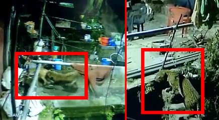 VIDEO: चुपके से घर की देहरी पर आया तेंदुआ, फिर घात लगाकर कुत्ते को मुंह में दबा ले गया