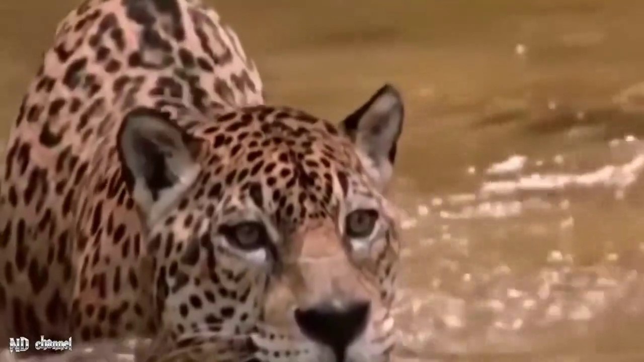 Cheetah vs Eagle_ Lion Vs Hyenas - Cheetah Don_t E(720P_HD)