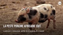 Face à la progression d'une peste porcine meurtrière, l'Allemagne ferme ses frontières à l'Est