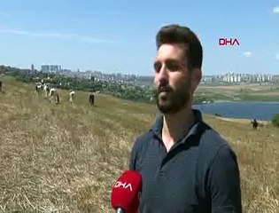 İstanbul'un Adaları'nda özgürlüğüne kavuşan atlar böyle görüntülendi