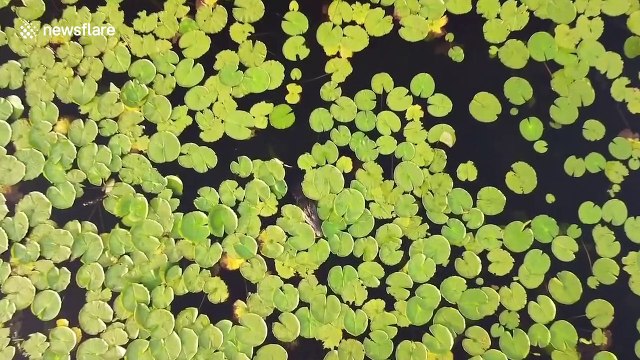 Can you spot the gator? Drone gets up close and personal with alligator in Florida lake