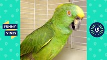 TRY NOT TO LAUGH - Birds & Parrots Funny Animals Fails Compilation _ Cute Vines April & May 2018