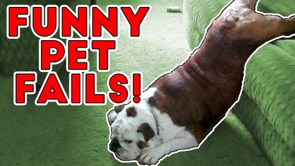 Hilarious Pet Fails 2017 _ Funny Pet Videos