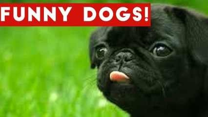 Funniest Dog and Puppy Video Compilation _ Funny Pet Videos