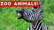 The Funniest Zoo Animals Home Video Bloopers of 2017 Weekly Compilation _ Funny Pet Videos