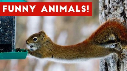 Funniest Pet Clips, Bloopers & Moments Caught On Tape 2017 _ Funny Pet Videos