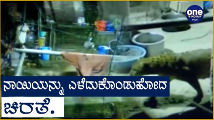 Leopard enters home and takes away pet dog Oneindia kannada
