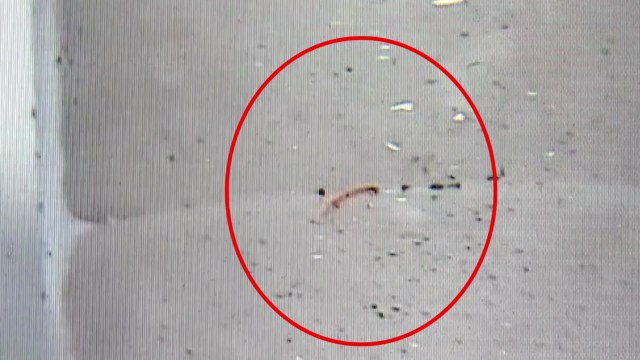 [뉴있저] 수돗물 유충 불안 확산...곳곳 의심 신고 속출 / YTN