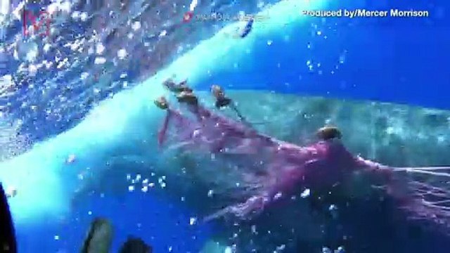 Sperm Whale Caught in Fishing Net Trying to Be Freed by Italian Coastguard